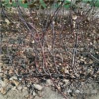 红肉苹果苗零售价格 m26矮化苹果苗示范基地