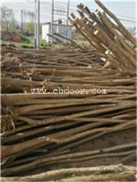 低价国槐 山西国槐基地  占地国槐 易成活 质量好