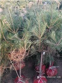 一级3米油松 占地3米油松 山西油松报价