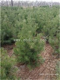 精品1米白皮松 山西白皮松报价