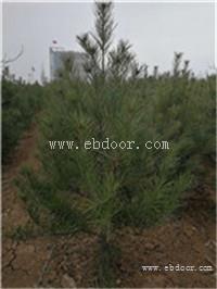 1米白皮松报价山西价格  低价1米白皮松