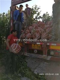 西梅李子苗 2.3公分挂果李子树 山西报价