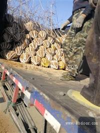 甜山楂苗 绛县山楂苗产地 2.3公分山楂树价格