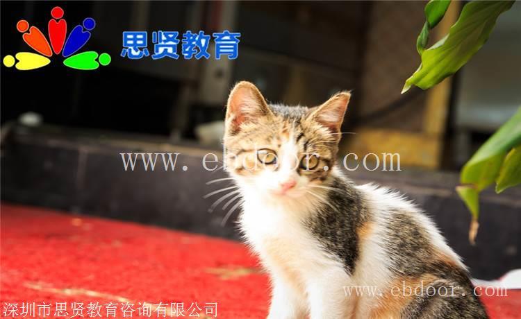 深户攻略：深圳申请入户查询进度