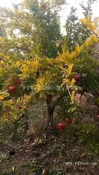 5公分枣树 6公分8公分10公分枣树价格 山西报价