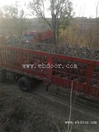 山西柿子树 低价柿子树 10公分柿子树 15公分柿子树价格