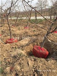 山西西府海棠 低价西府海棠 3公分西府海棠价格