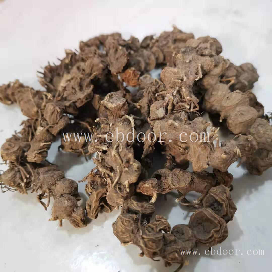 八角金盘价格/功效/八角金盘哪里买得到