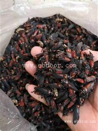 中药材冷备药材红娘虫