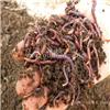 山西长治市蚯蚓粪蚯蚓粪肥料  改善土壤结构肥料
