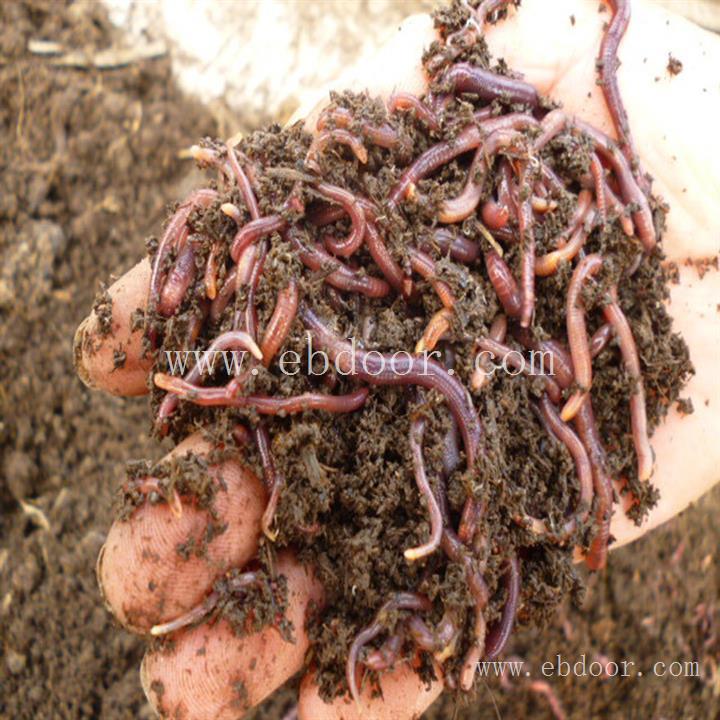山西晋中市蚯蚓粪蚯蚓粪肥料  改善土壤结构肥料