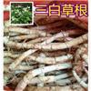 哪里有卖三白草根怎么卖 欢迎来电咨询选购