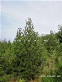 1.5米白皮松价格 一级白皮松 山西白皮松价格1.5米精品白皮松