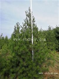 低价白皮松1米1.5米2米2.5米3米3.5米4米5米白皮松山西价格