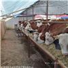 400斤西门塔尔牛犊价格 西门塔尔牛犊多少钱