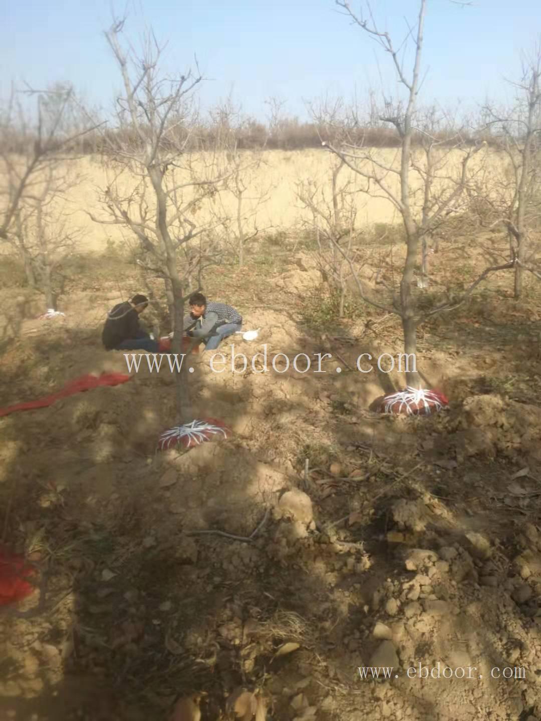 柿子树 石家庄10公分柿子树基地