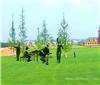 公园景区大型主题绿雕-一品树-西安全运会运动绿雕制作厂家