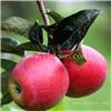 苹果苗移植 北京出售苹果苗 结果早