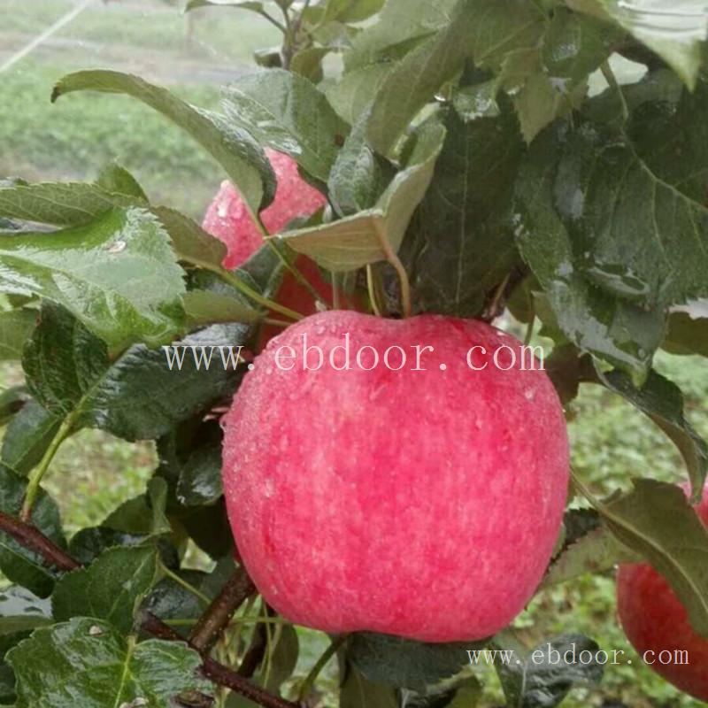 中熟苹果苗品种 四川出售苹果苗 育苗基地