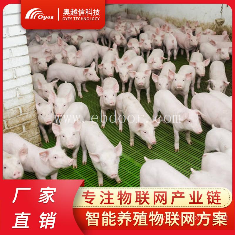 生态高效养猪技术 懒人养猪技术 养猪能手