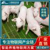 养猪基地 科学养猪知识 养猪技术服务
