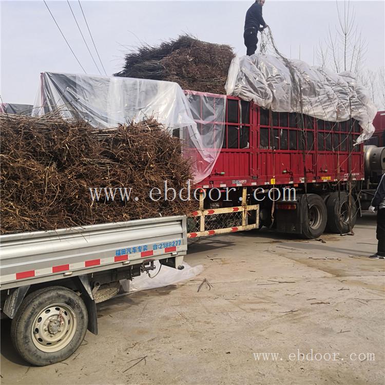 美早樱桃苗 新乡苗圃出售樱桃苗产地出售