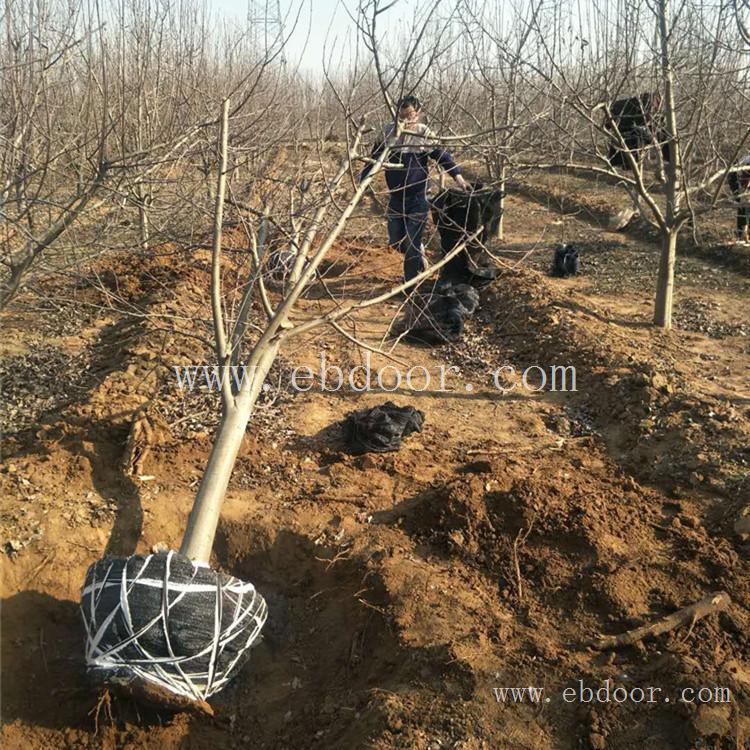 泰安苹果苗 甘肃苹果苗 产地出售