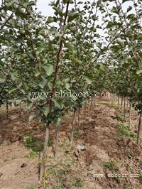 3公分山楂树报价 森之泉山楂树规格 4公分山楂树价格