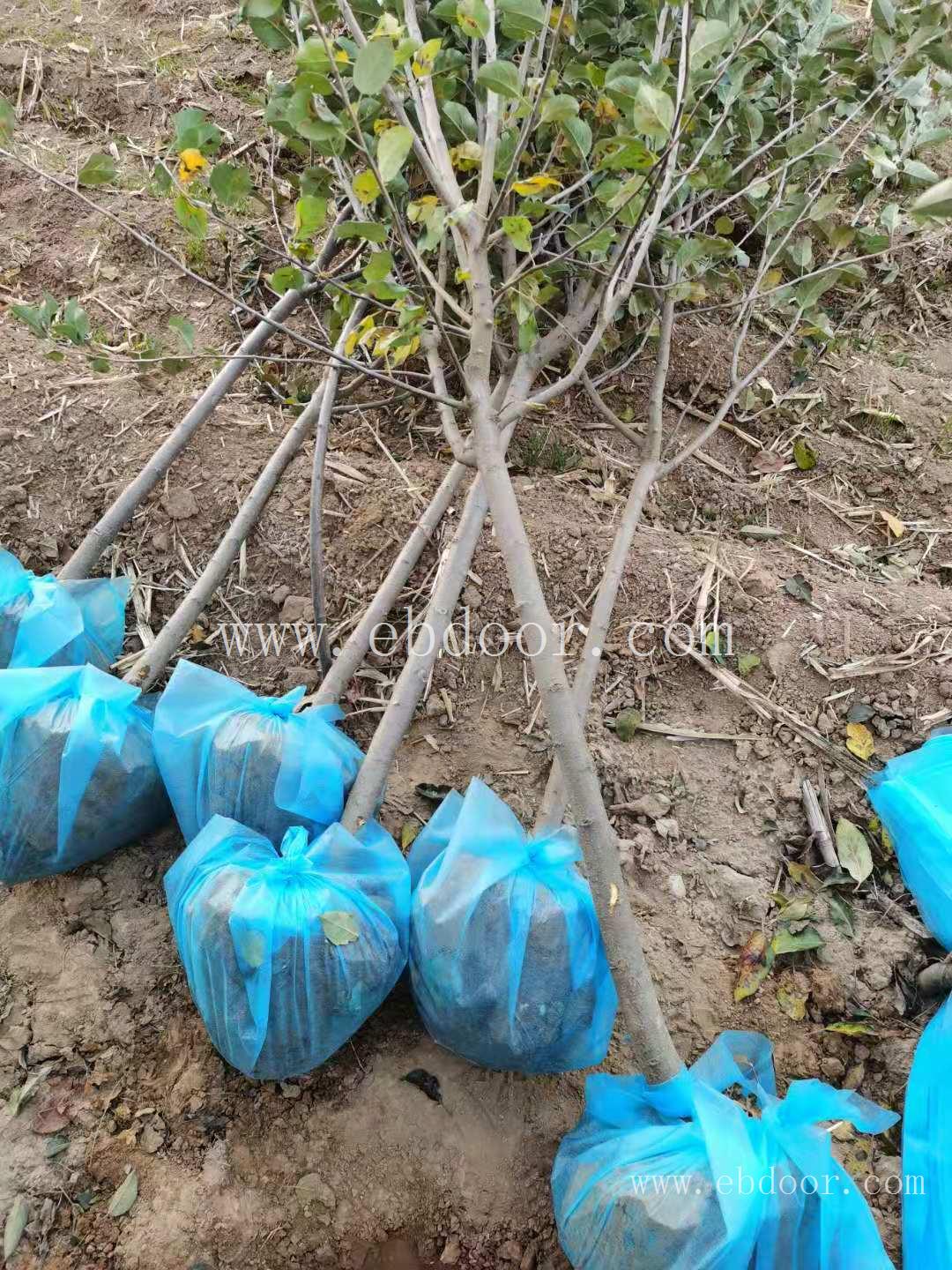 苹果苗 大同山西苹果苗产地