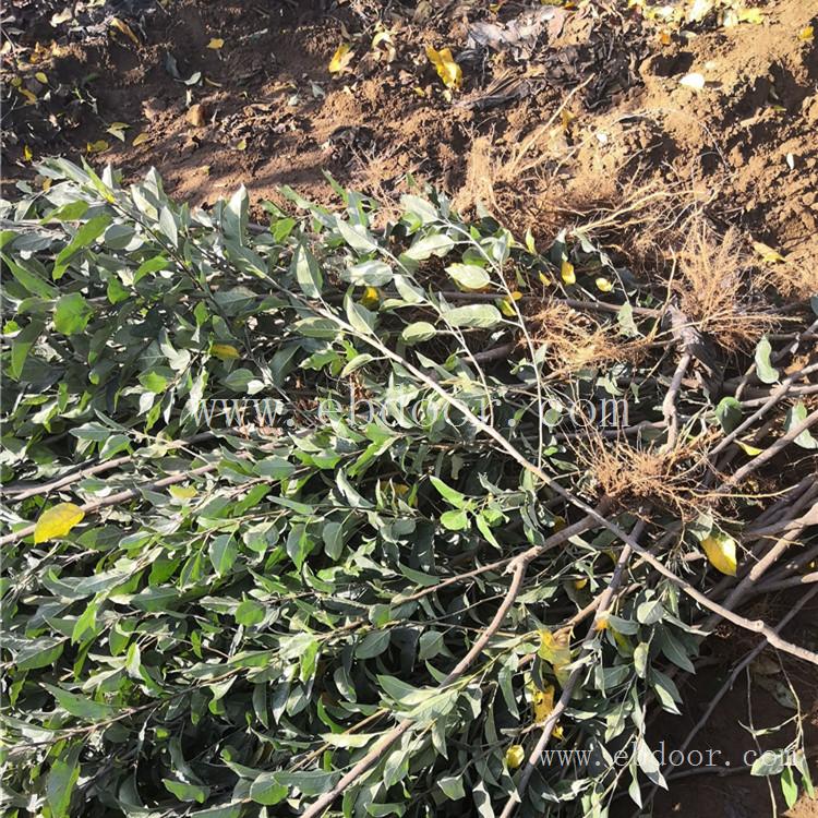 红苹果苗种植 赤峰出售苹果苗 苗圃出售