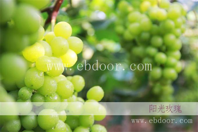 丁腈手套厂家直供出口 资质齐全代理加工出口 现货批发