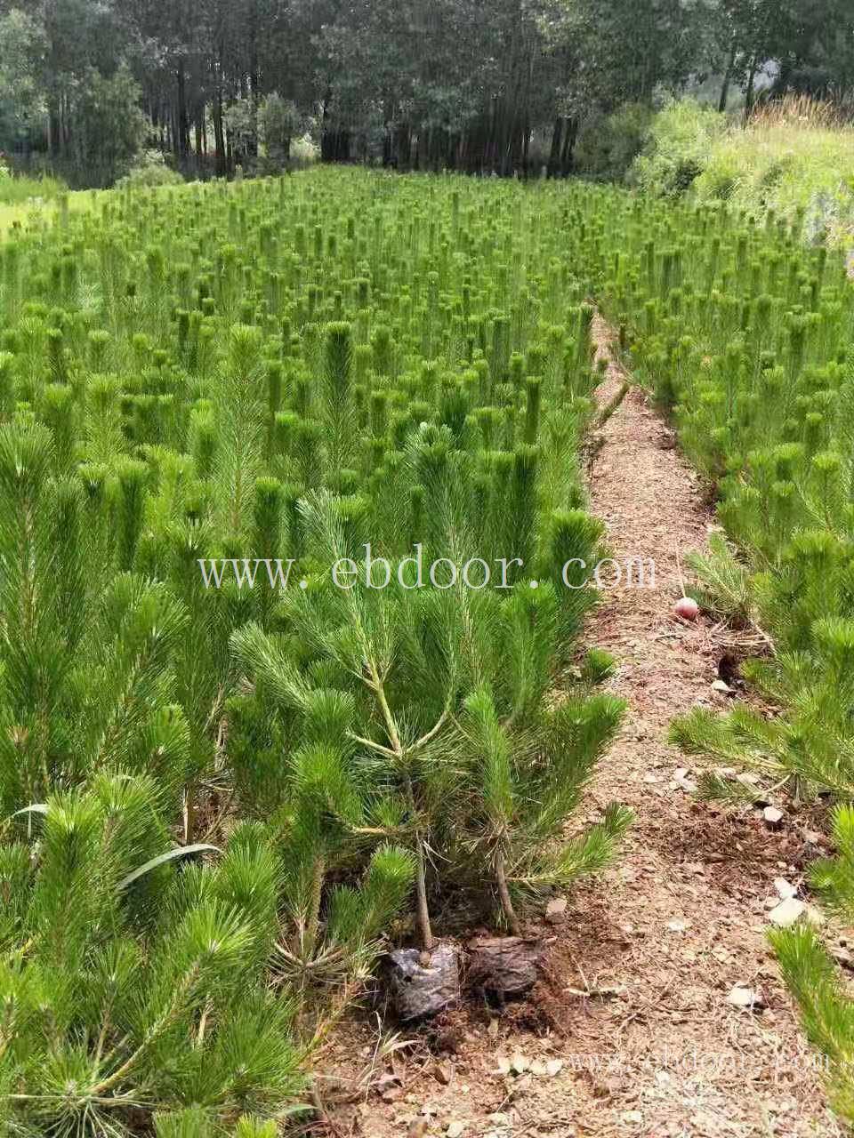 营养杯油松 山西油松繁育价格 2米2.5米3米油松