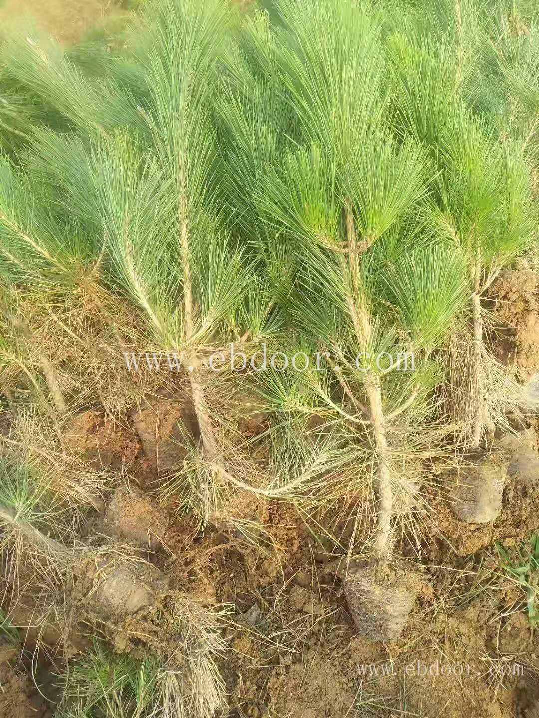 营养杯油松  山西油松产地种植 1米2米3米4米