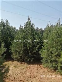2.5米白皮松 2021年报价 山西白皮松产地