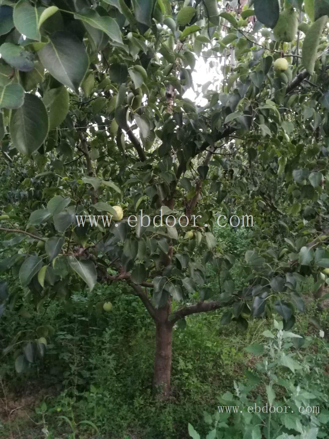 8公分精品梨树 山西森之泉梨树种植