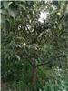 8公分精品梨树 山西森之泉梨树种植