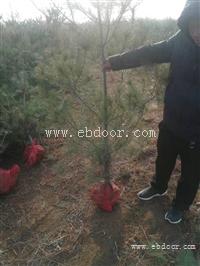 荒山造林华山松 1.5米华山松产地  厂家 繁育基地