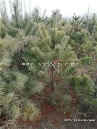 占地1.5米华山松 山西华山松产地