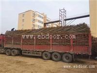 五角枫小苗  2.3公分五角枫 山西森之泉五角枫产地