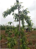 精品桃树  山西森之泉桃树种植 量大 占地 易成活