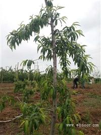 精品桃树  山西森之泉桃树种植 量大 占地 易成活