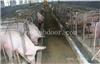 兰州市猪场猪粪水废水处理安装