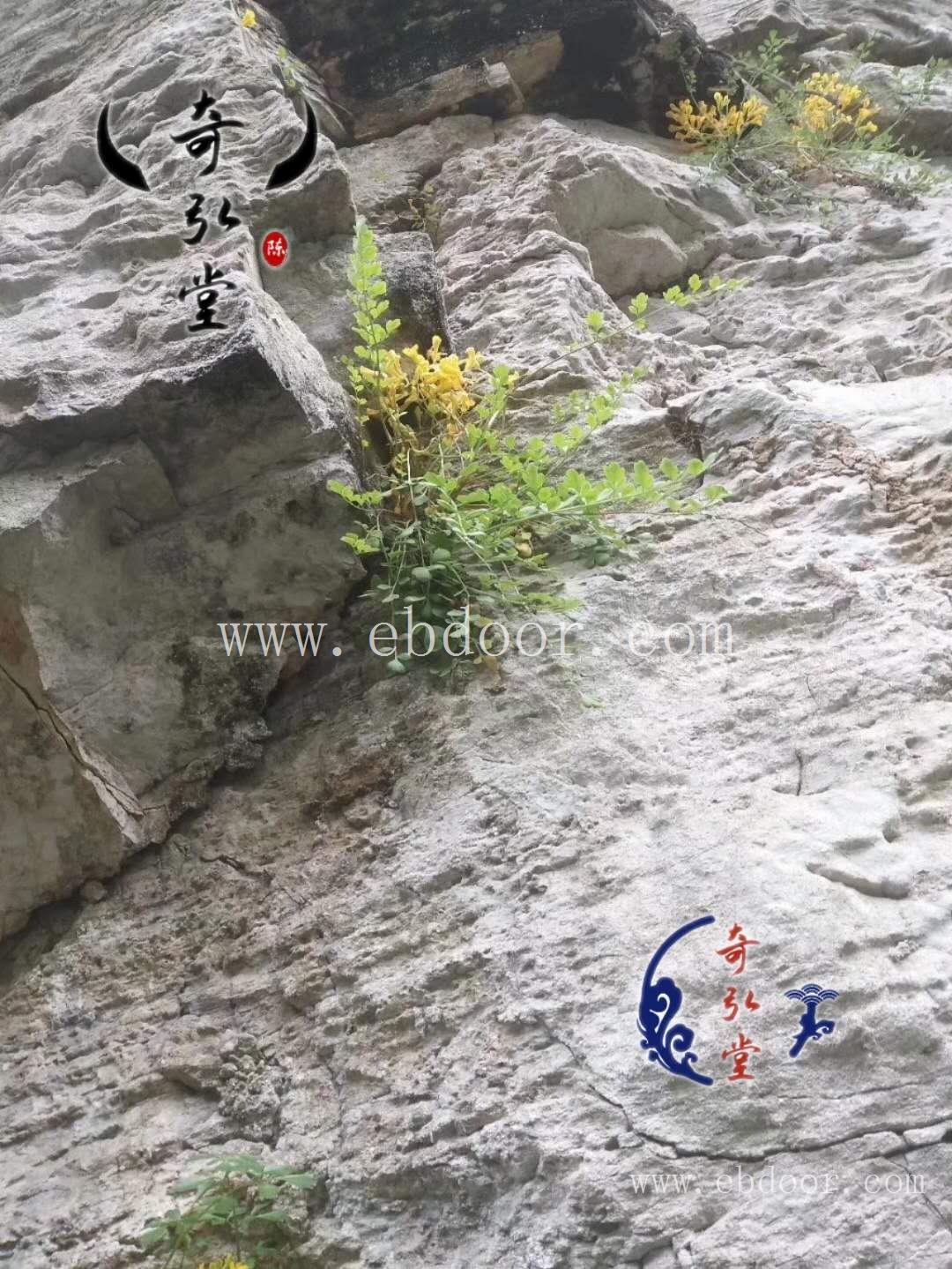 岩黄连 娄底岩黄连市场报价