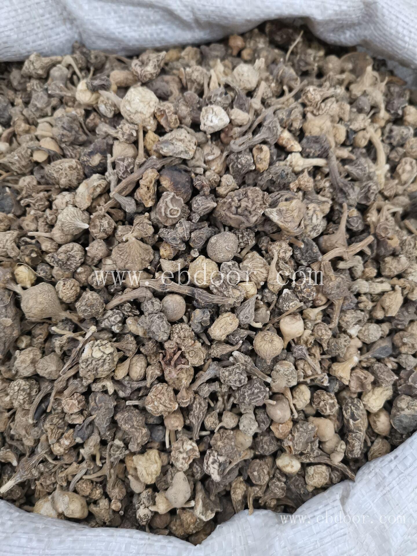 珠儿参 株洲供应珠儿参