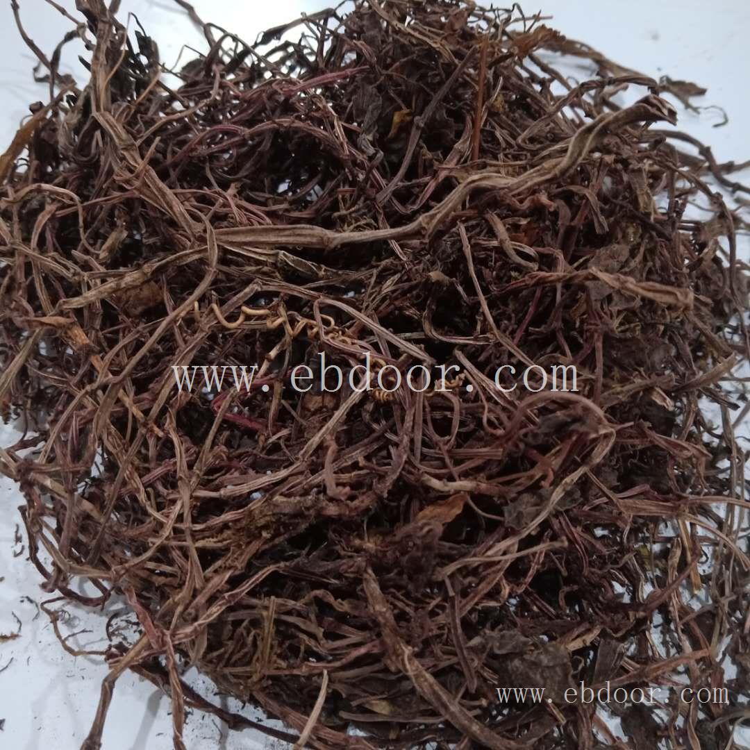 石蝉草 安阳石蝉草厂家供应
