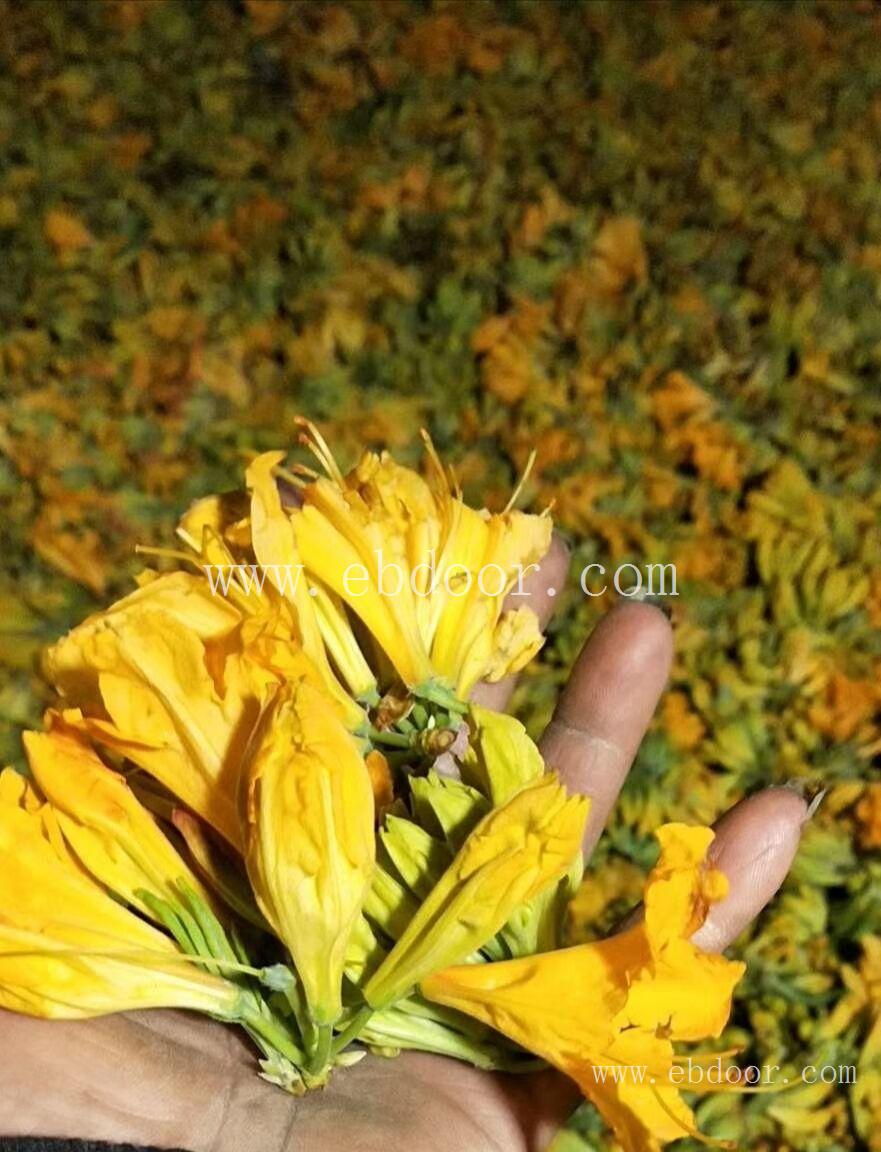 闹羊花 中山销售闹羊花