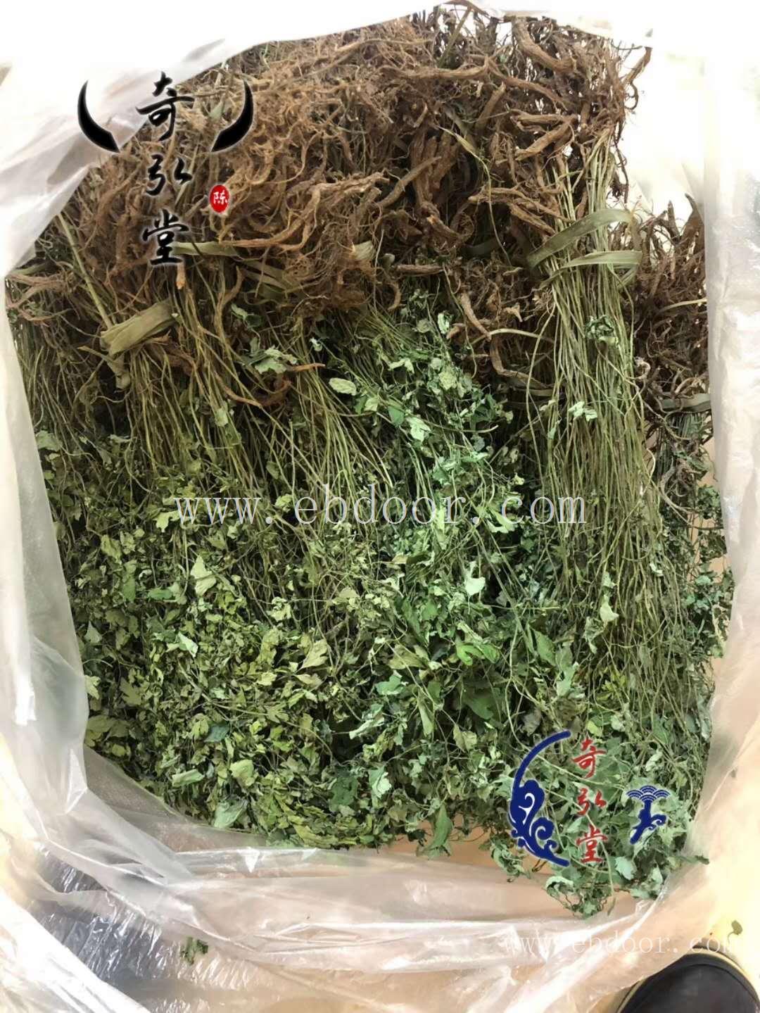 岩黄连 石家庄供应岩黄连