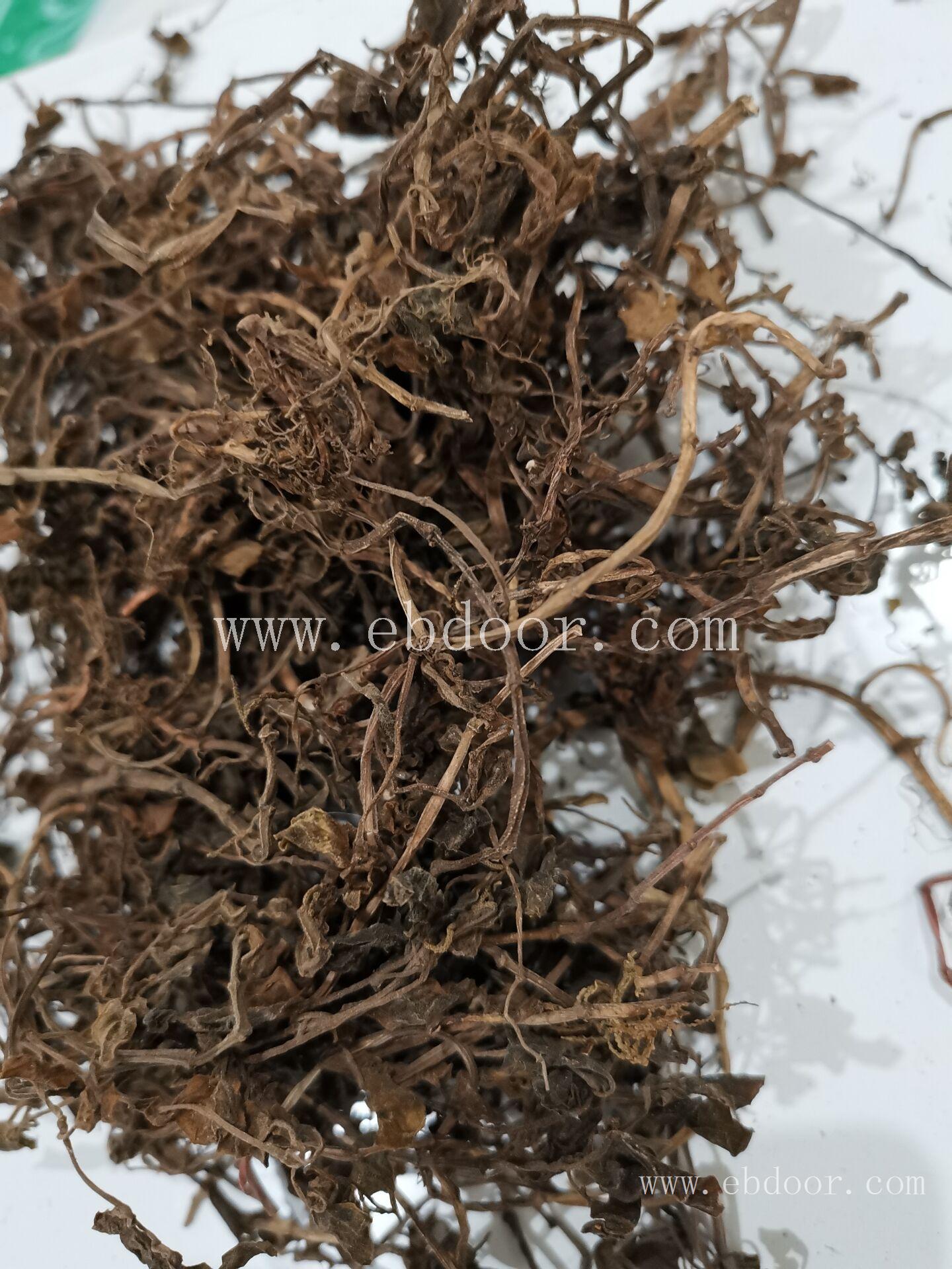 石蝉草 平顶山石蝉草种类