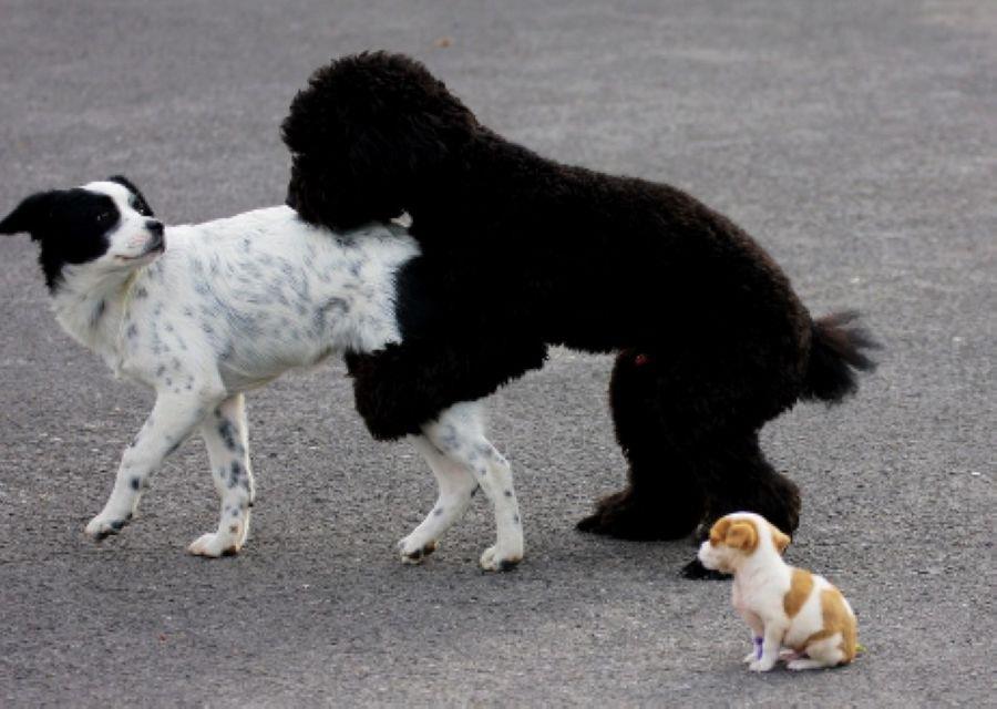 上海犬校