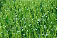 郑州小麦种子生产_西安玉米种子零售_郑州水稻种子生产